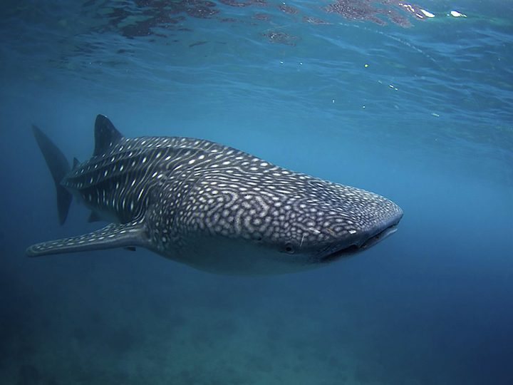 Home The Blue Abyss Dive Shop, Moalboal, Cebu, Philippines