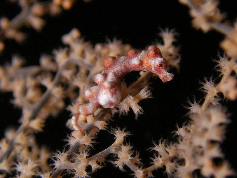 pygmy seahorse denise