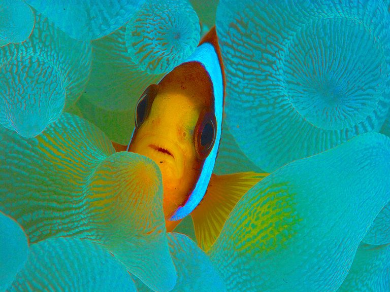 clarks anemone fish