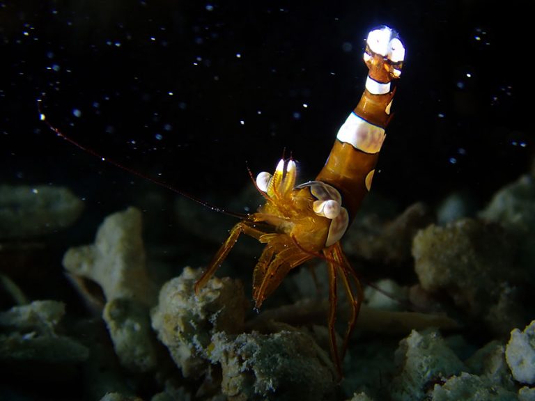 hingeback shrimp