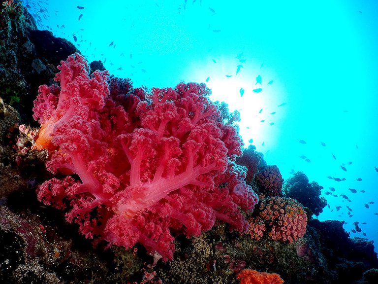 pink soft coral pescador island