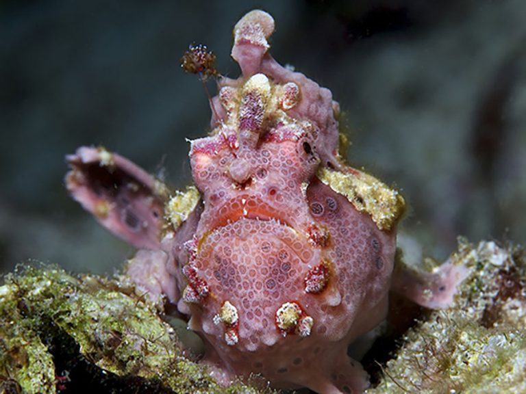 Pink Frogfish_Housereef