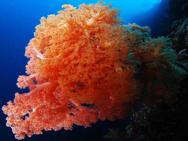 tauchen_corals