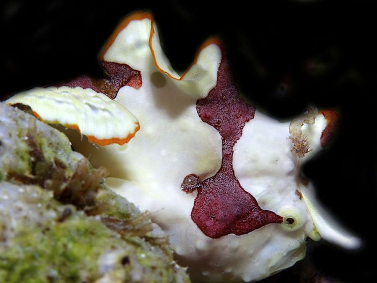 warty_frogfish_clown