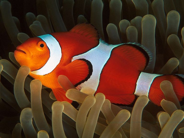 CLOWNFISH Nemo