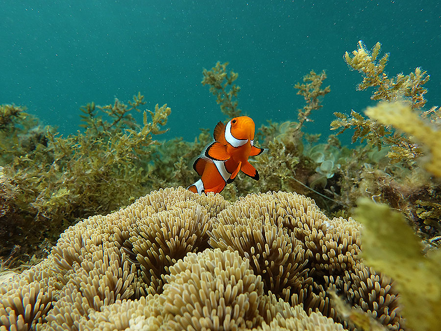 clownfish sea gras