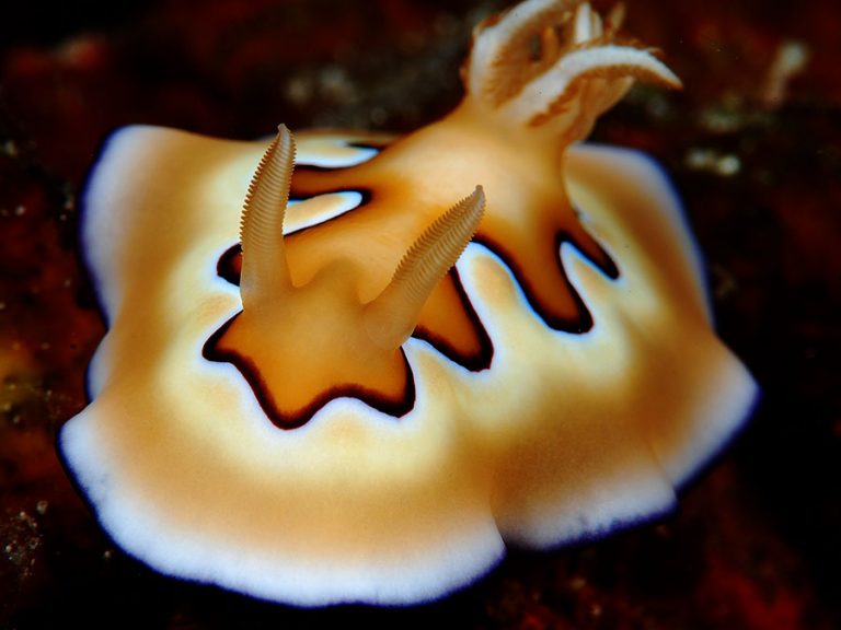 nudibranch coi close up