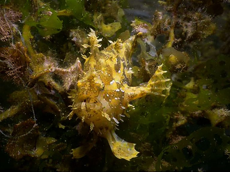 sargassum anglerfish