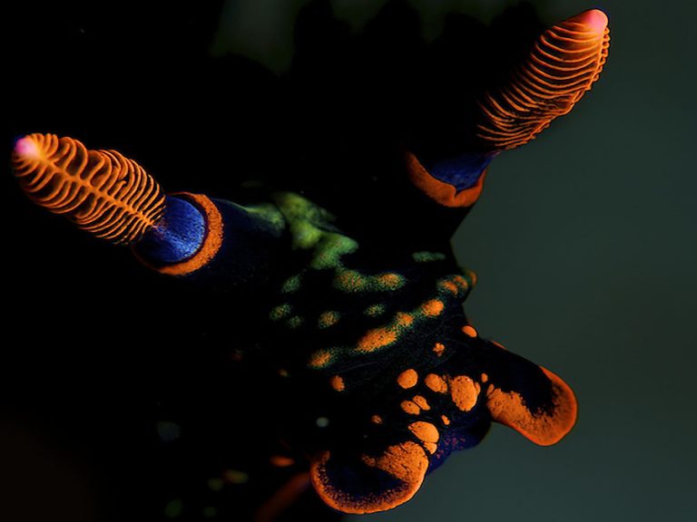 tiger nudibranch head