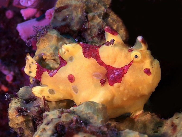 yellow and red warty frogfish